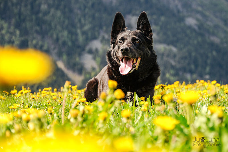 Hund Sommer